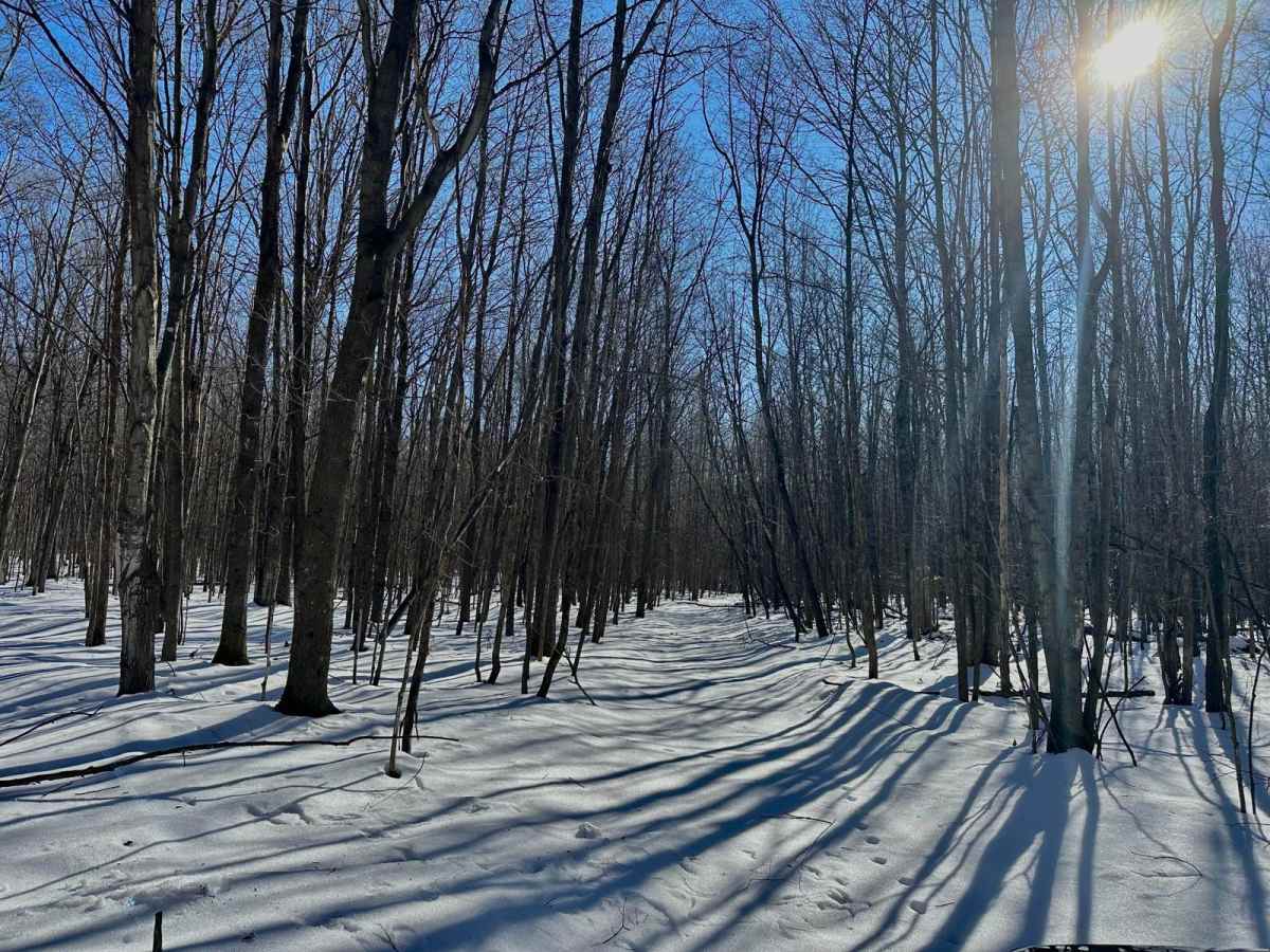 Deer Track Trail trail photo