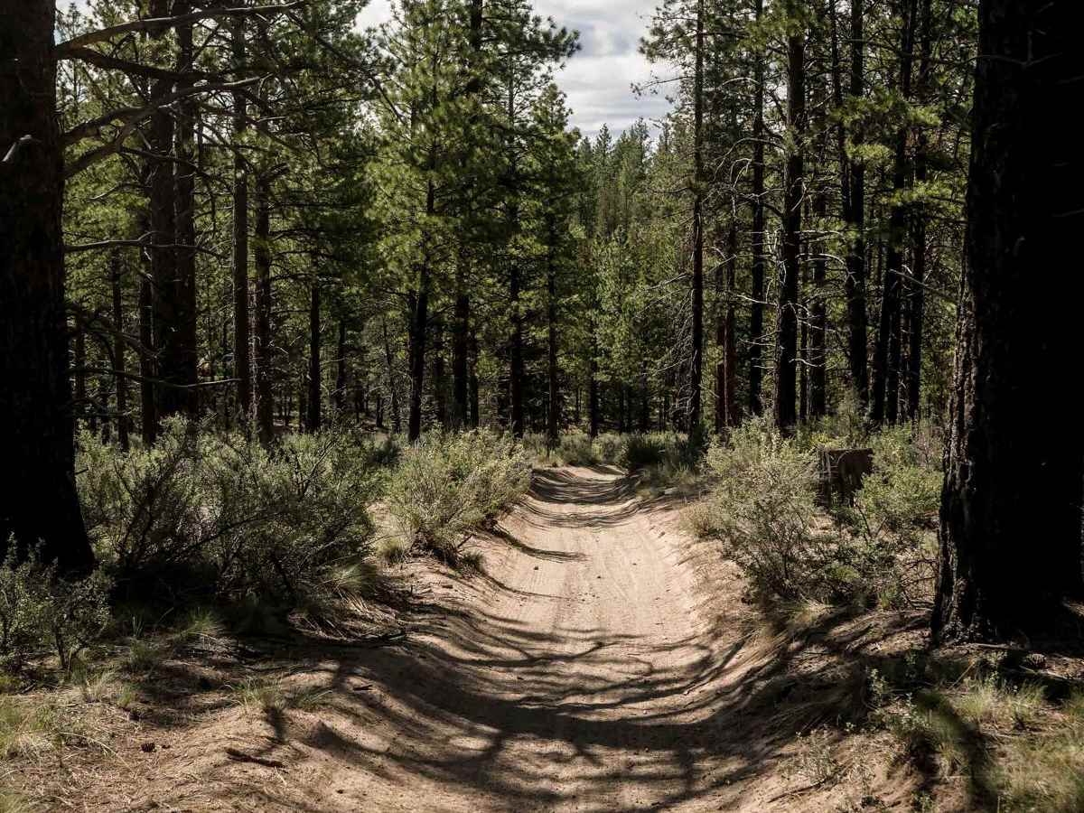 3 trail photo