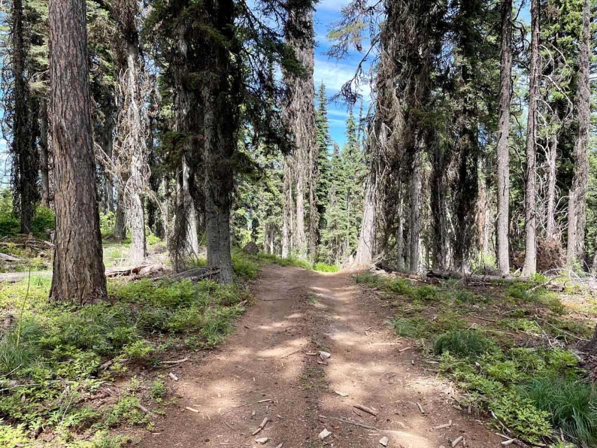 Wild Bill Truman Creek Trail trail photo