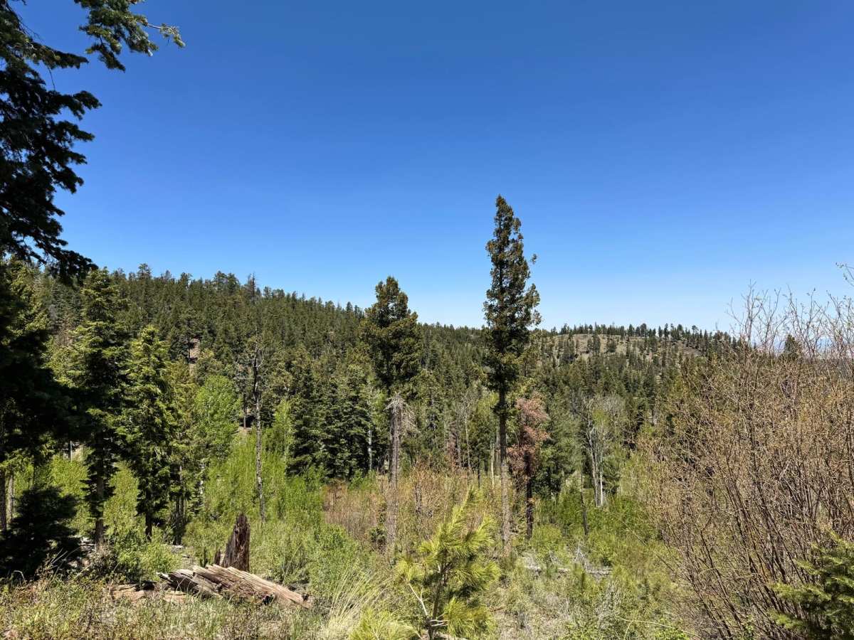 Carnero Creek Trail photo 6
