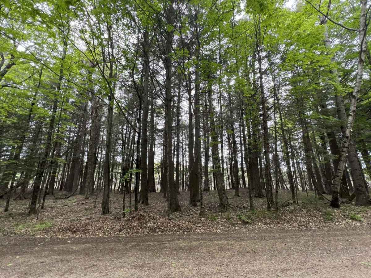 Pine River FR 2182 photo 6