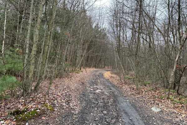 Locust Gap 28