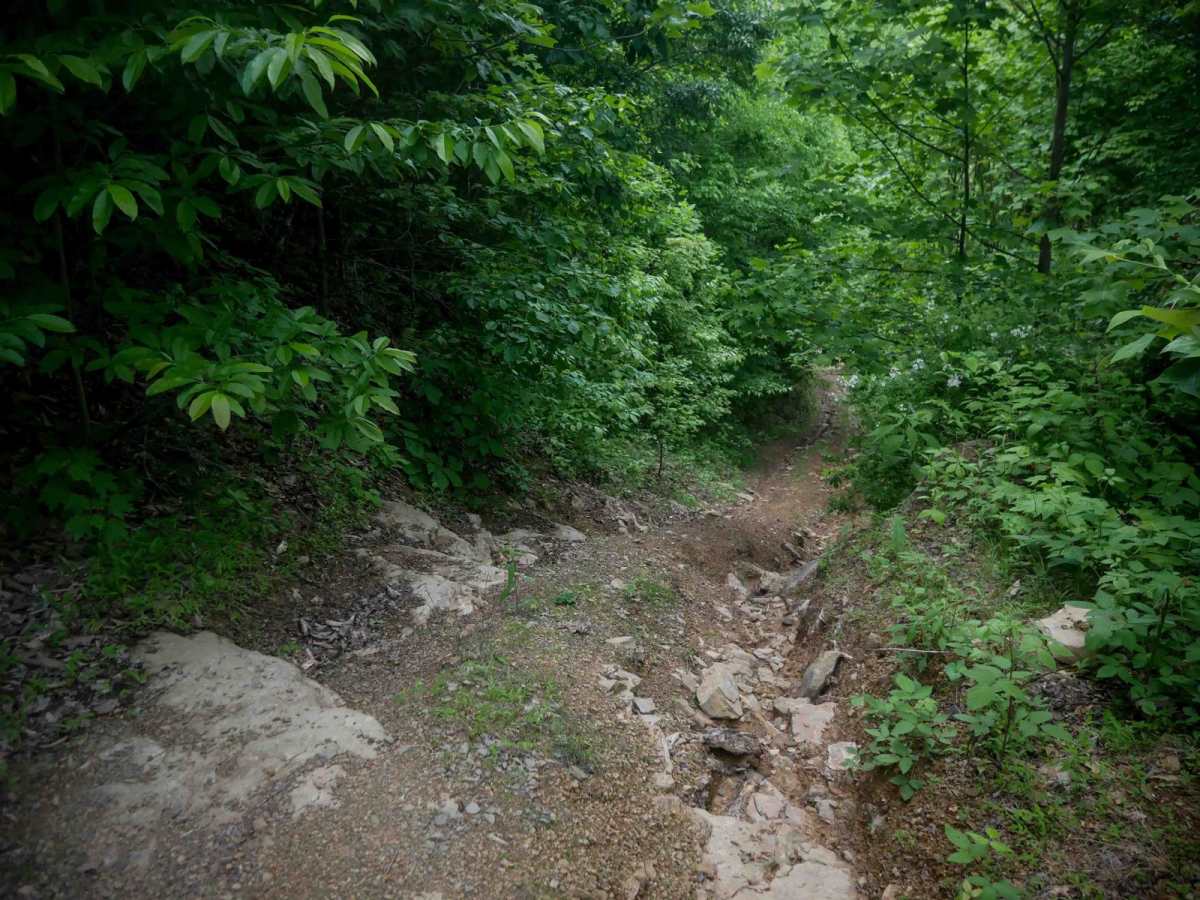 MV56 trail photo