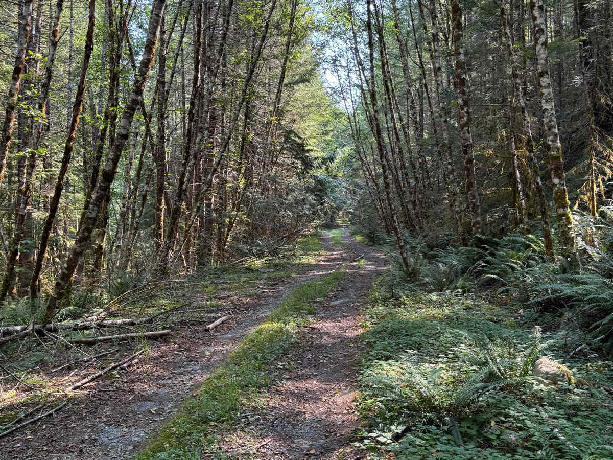 Cougar Rock Connecting Trail photo 5