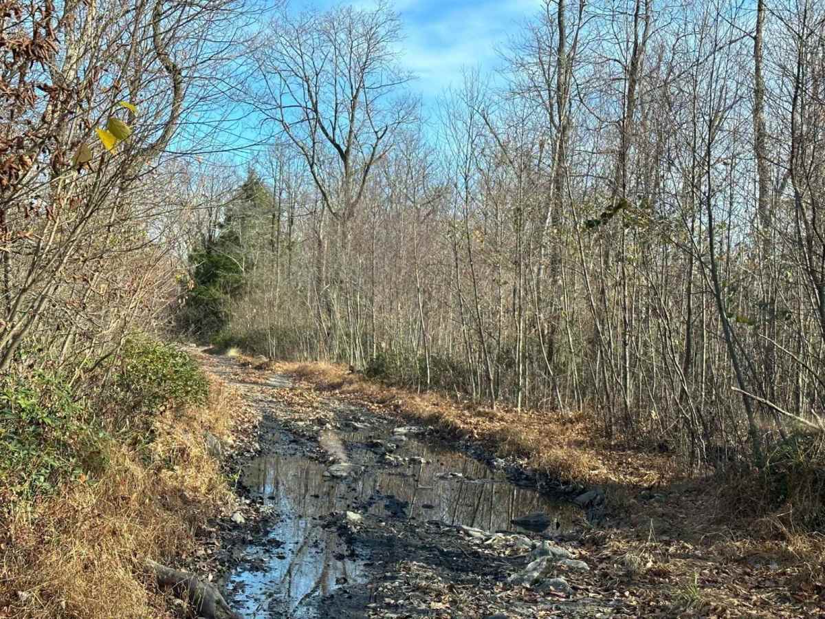 X2 photo 5