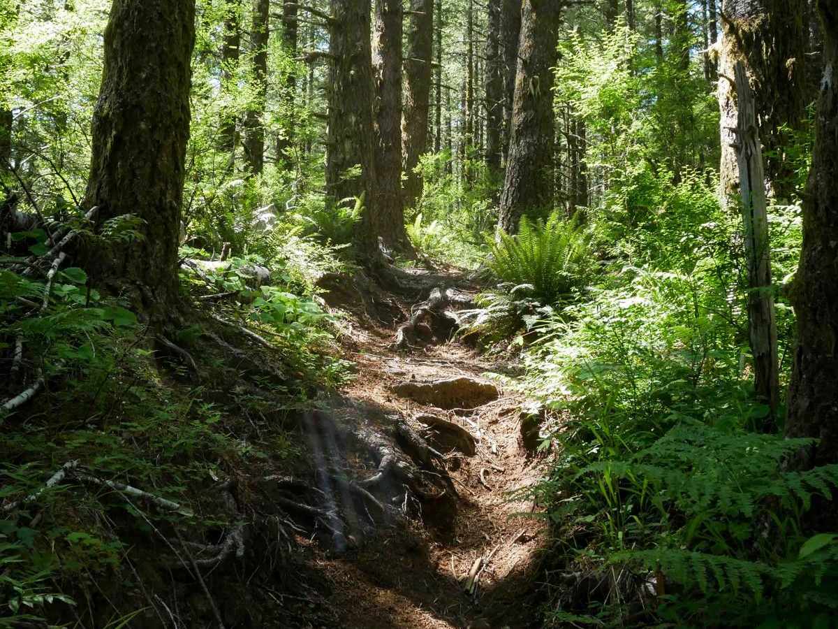 #127 (Part 2) trail photo