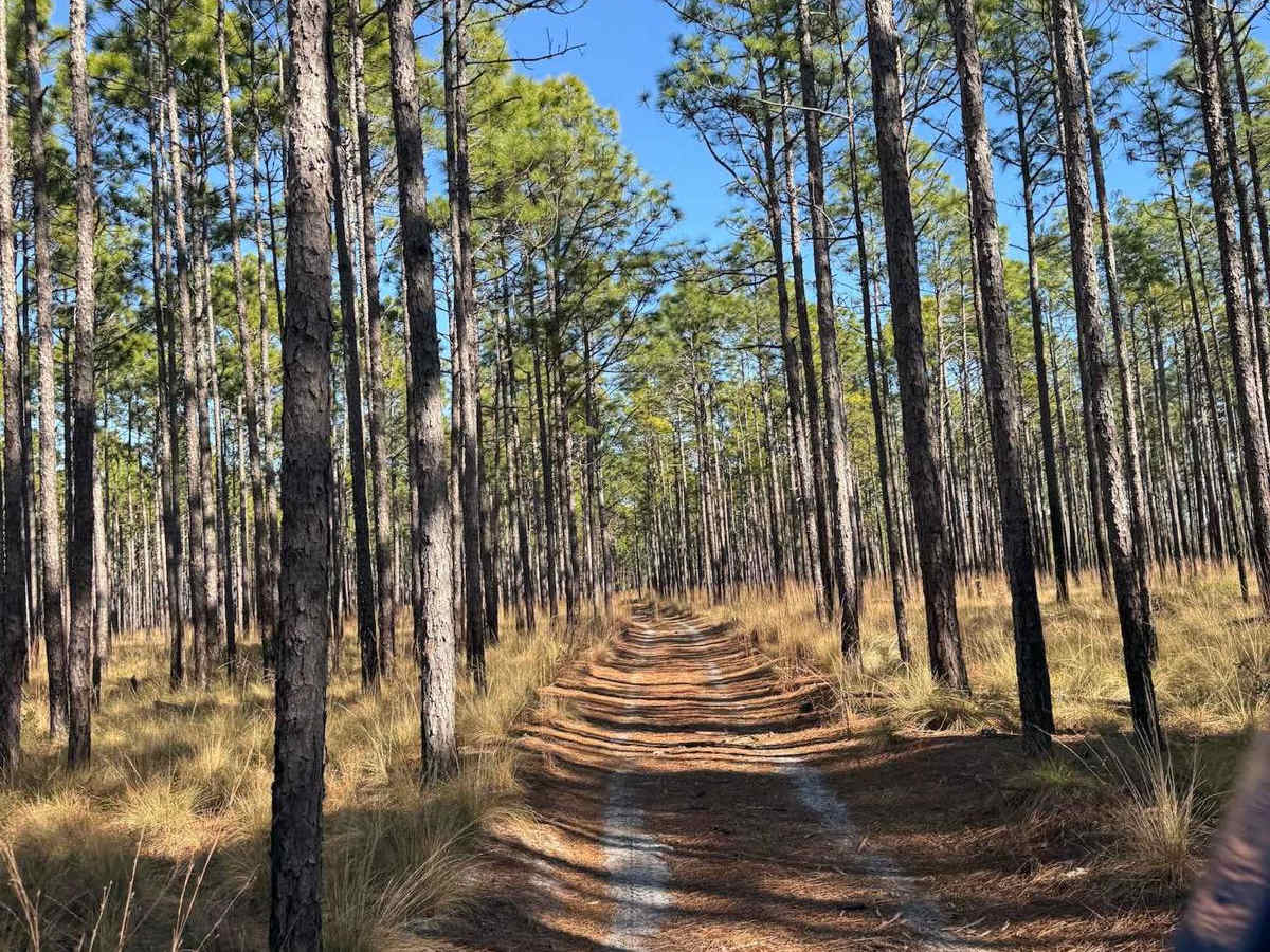 Pettiford Creek Trail 6 photo 4