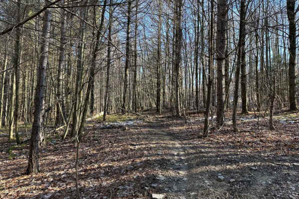 Locust Gap 6