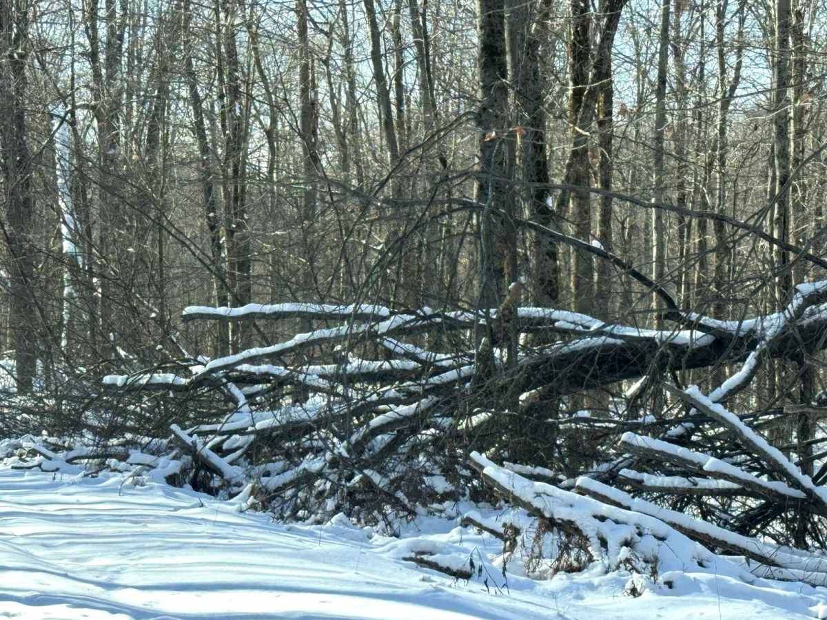 McCarty Road photo 5