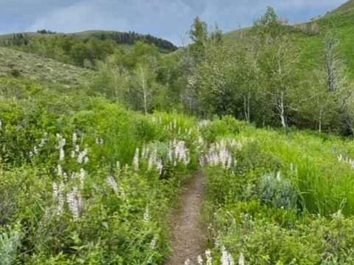 Goose Creek Single Track photo 4