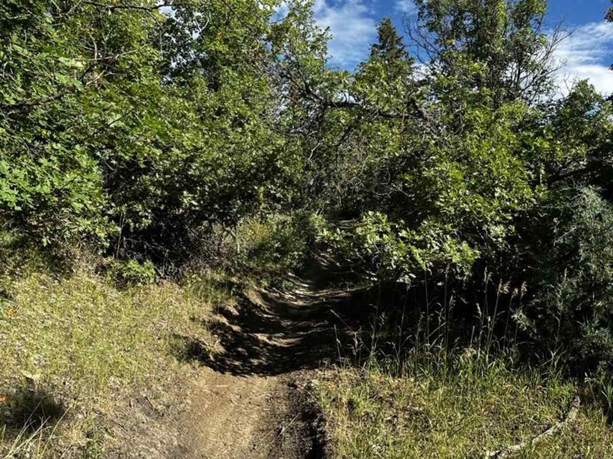 Packard Canyon Trail photo 2