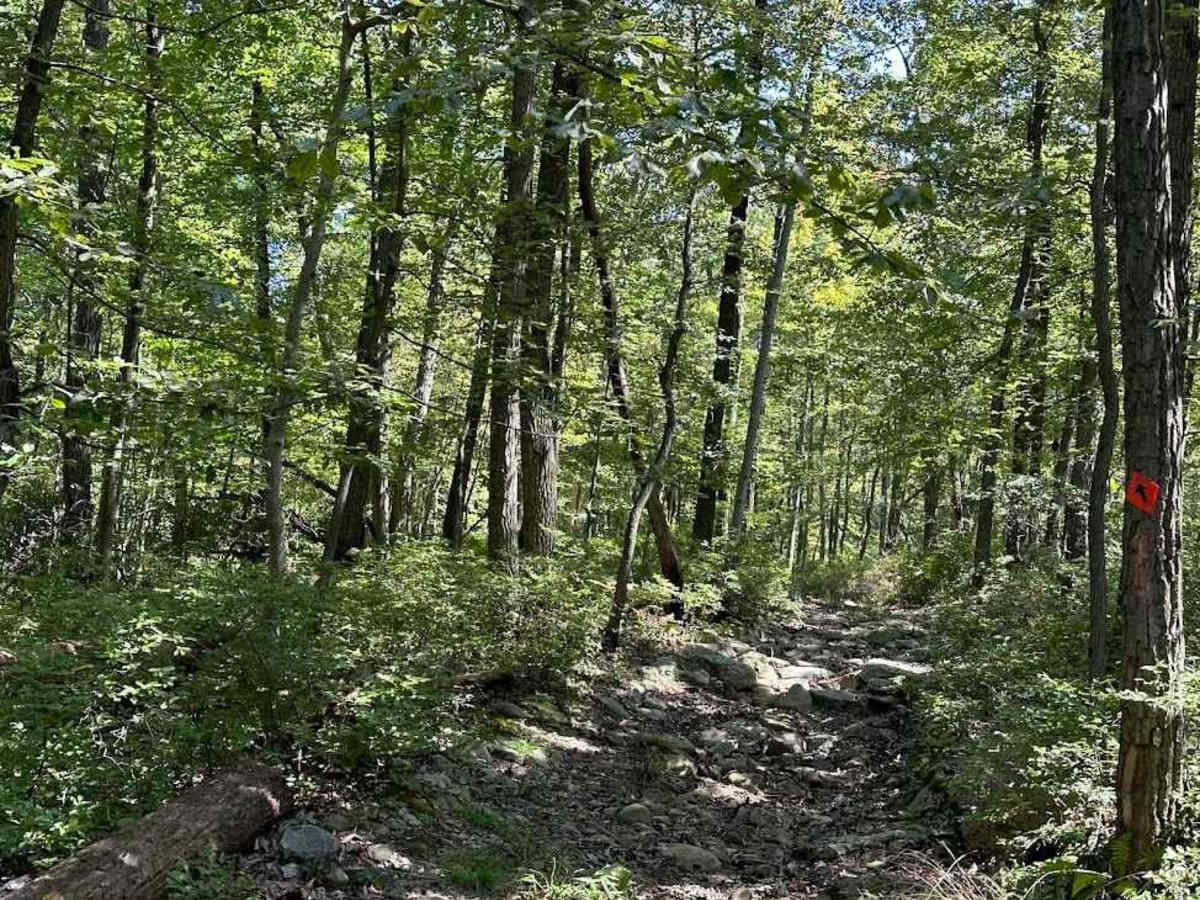 Red Single Track - B photo 3