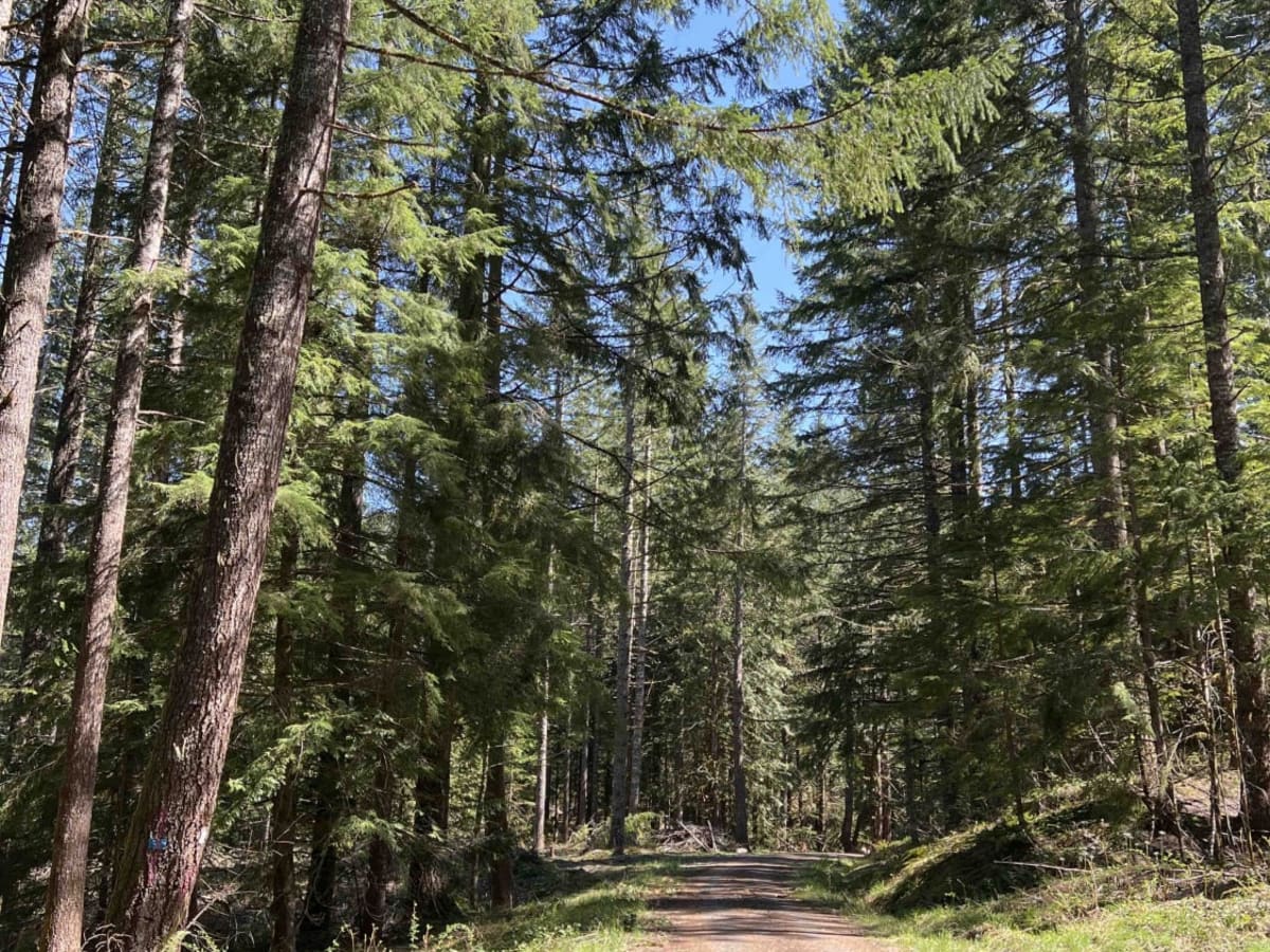 Timber Butte trail photo
