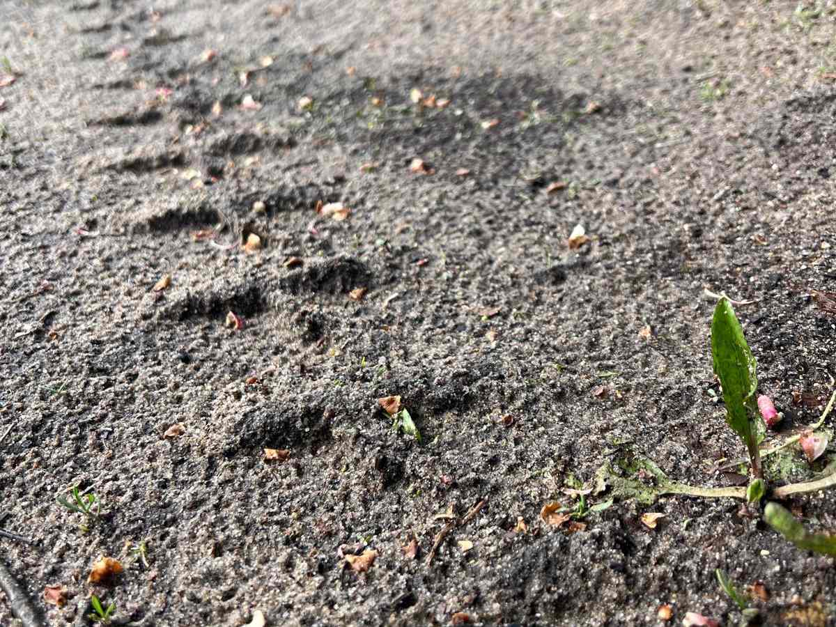 6 Loop Hunting Trail photo 4