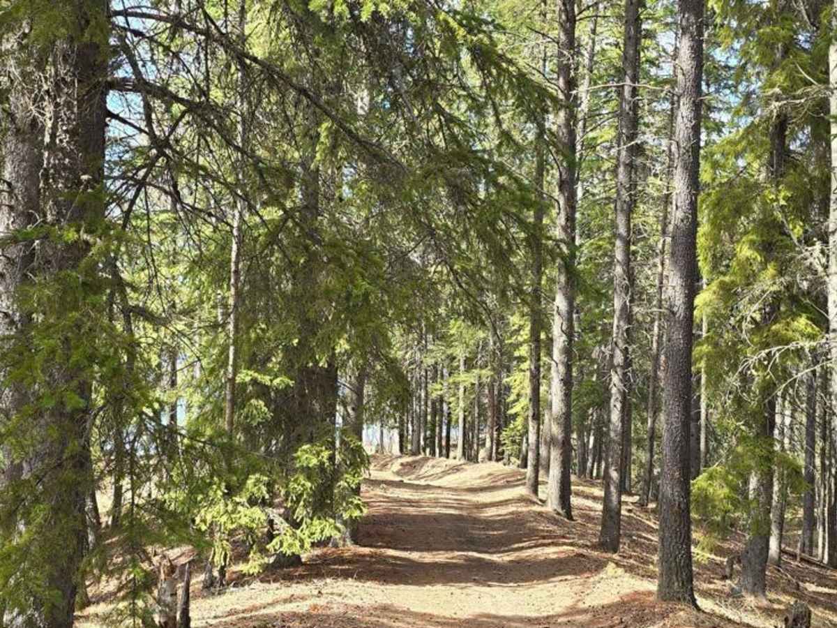 Gosling Lake Trail photo 4