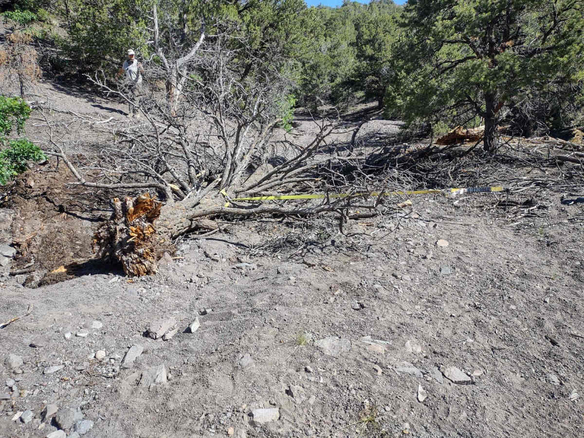 Fallen Tree Gulch (FS#40634) trail photo