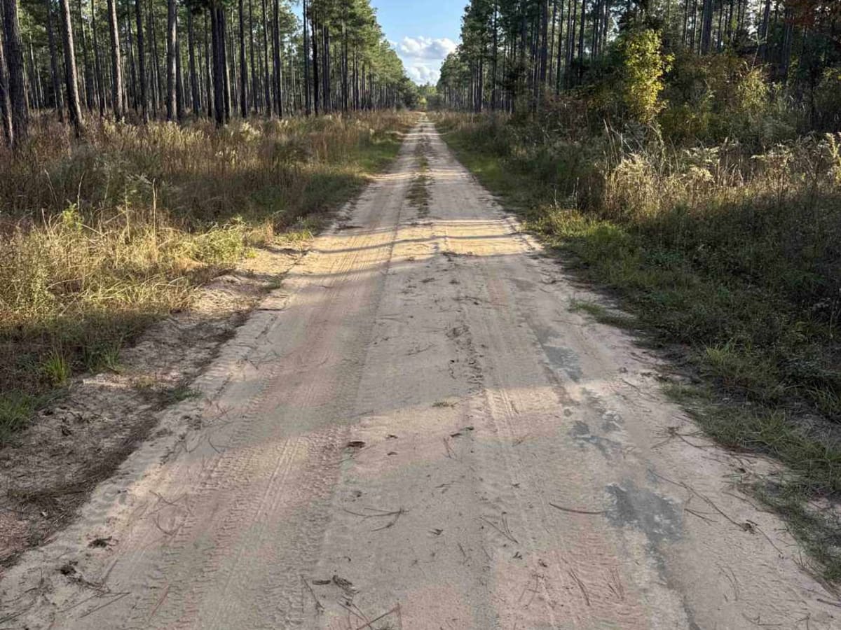 Pine Island Road photo 5