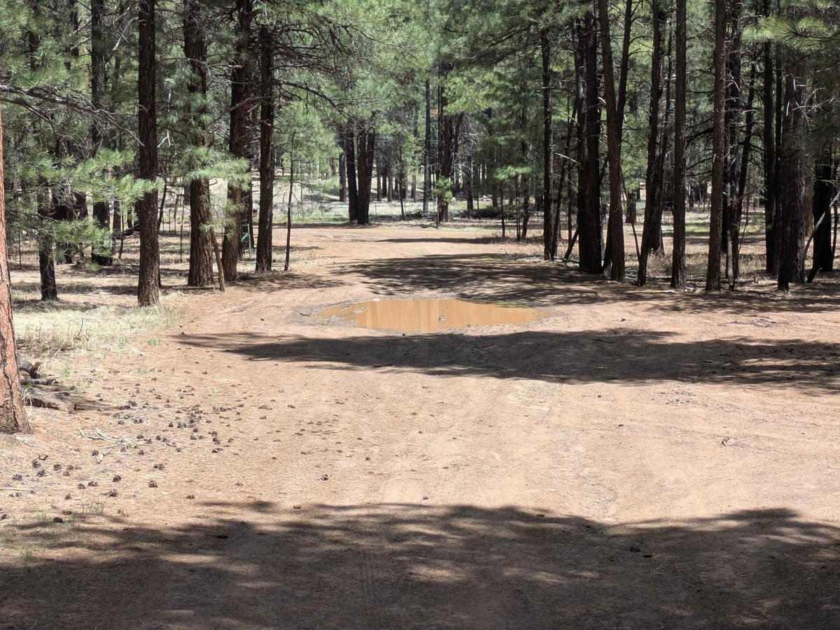 Lost Pines Cutoff FS 6149 photo 2