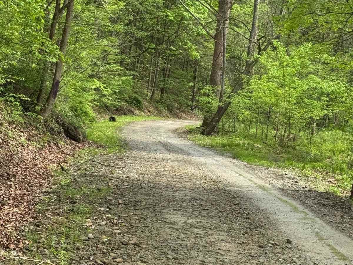 Williams Road photo 4