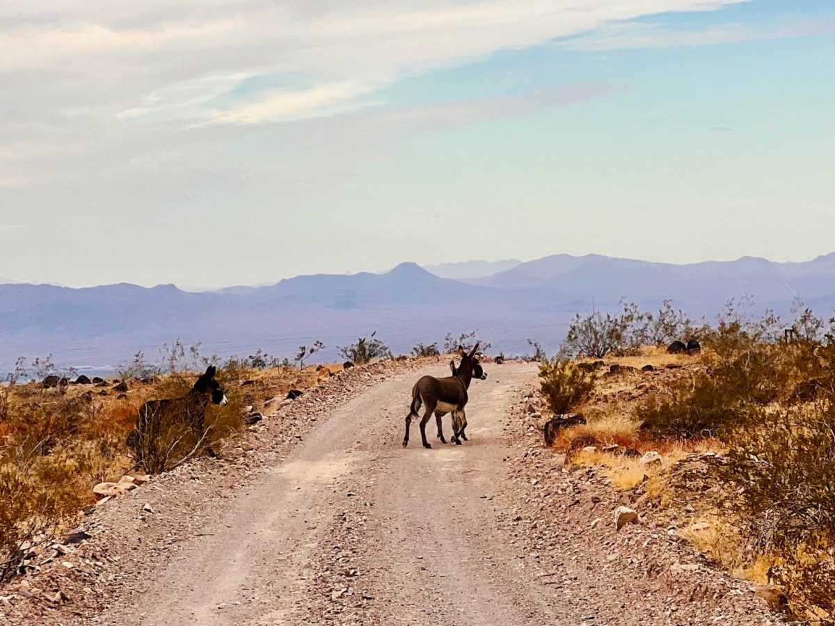 South Spur Loop to Oatman photo 3