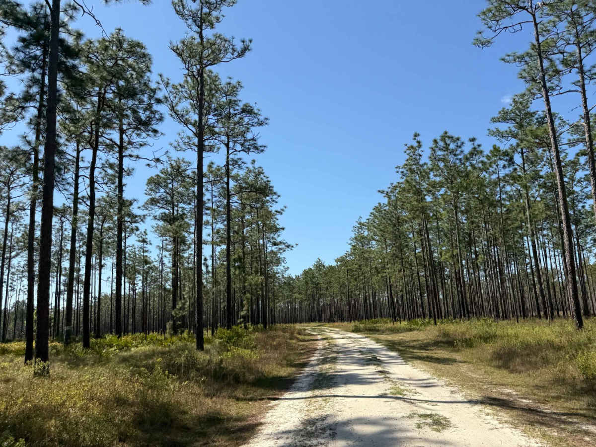 Rowletts Creek - FS 106S photo 4