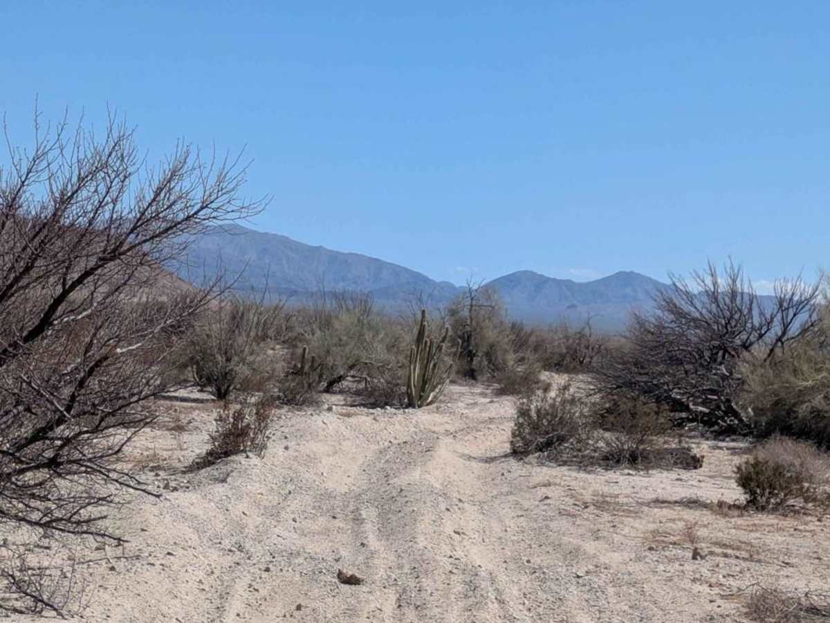 La Carrera De La Bobina Del Desierto photo 4