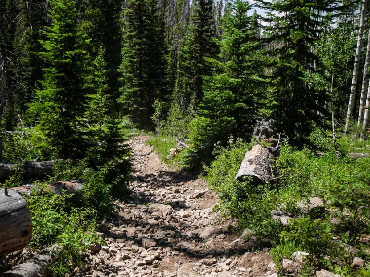 Ellis Trail North photo 5