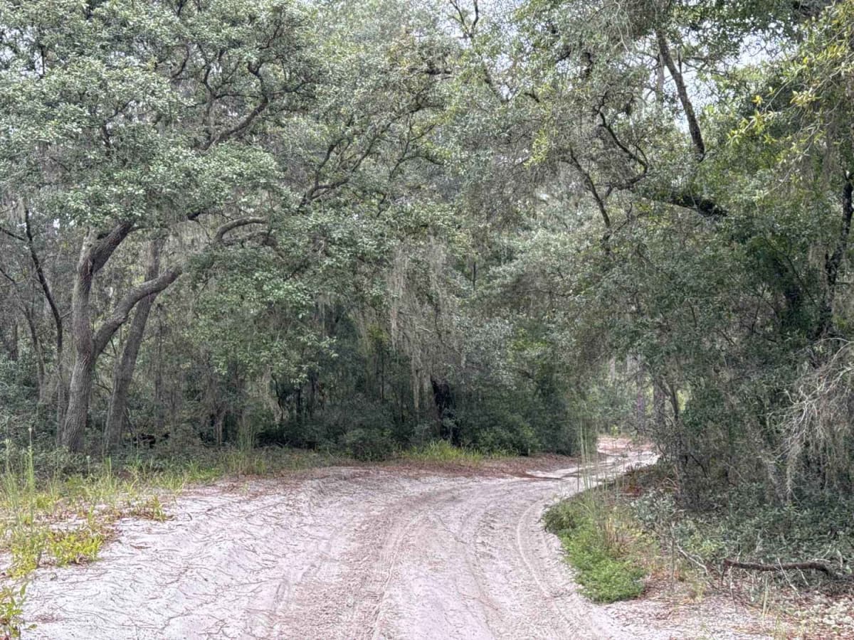 Ocala National Forest 24ST 3.2A2 photo 2