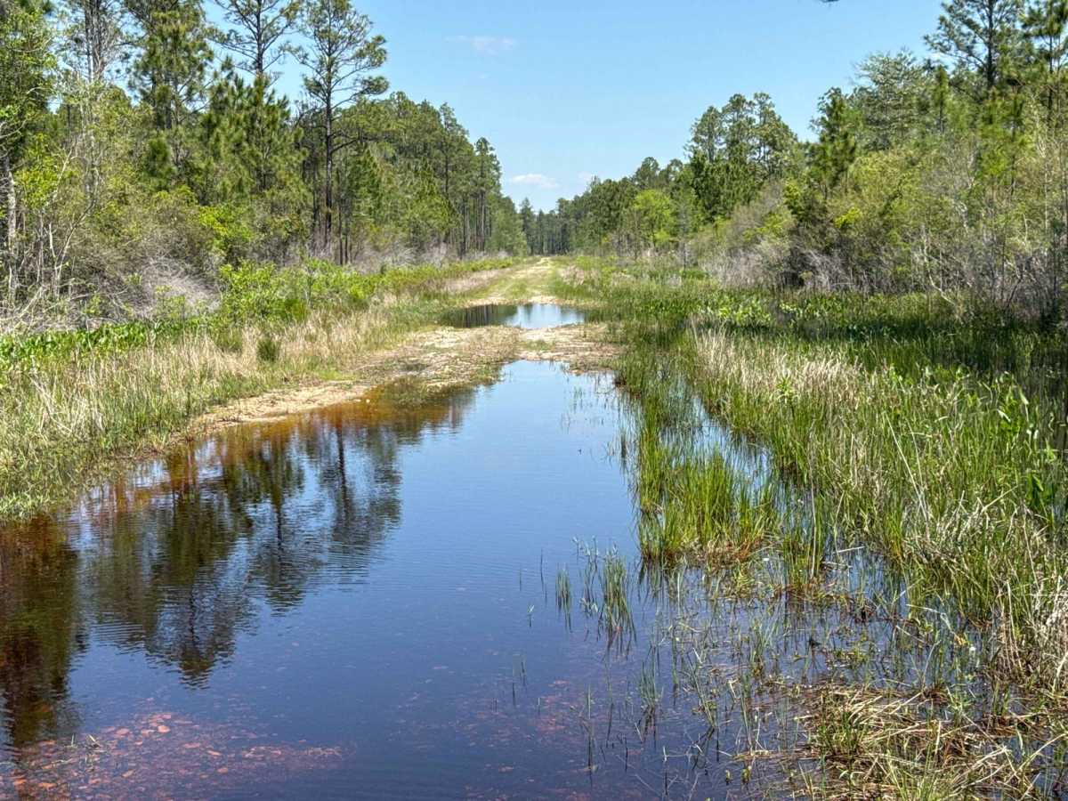 Gum Creek Road - Aucilla WMA trail photo