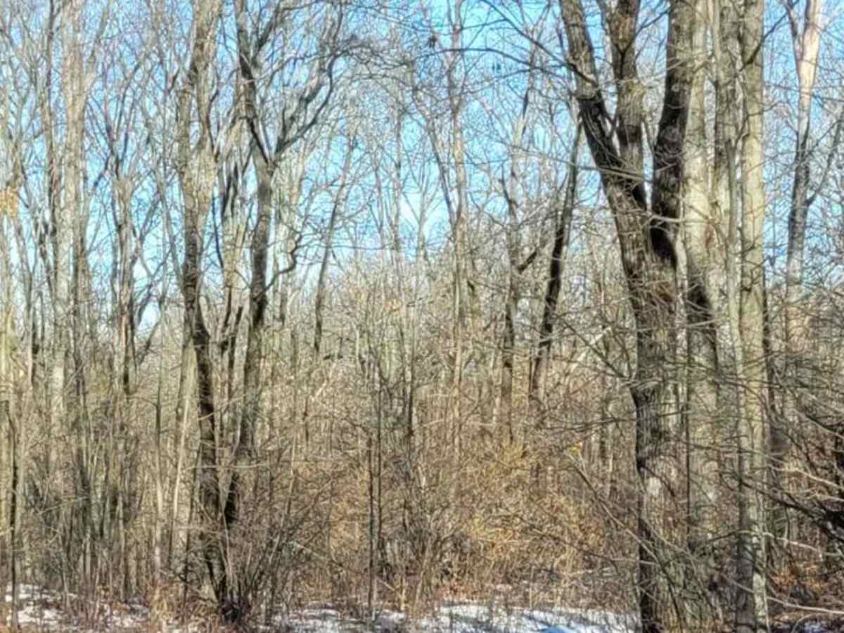 Tin Cup Springs Loop photo 2