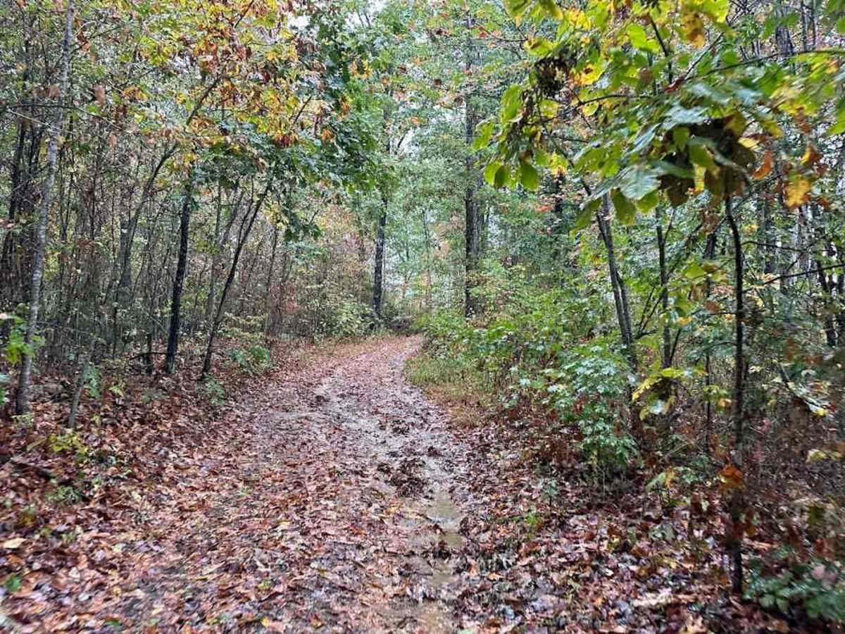 D Green photo 6