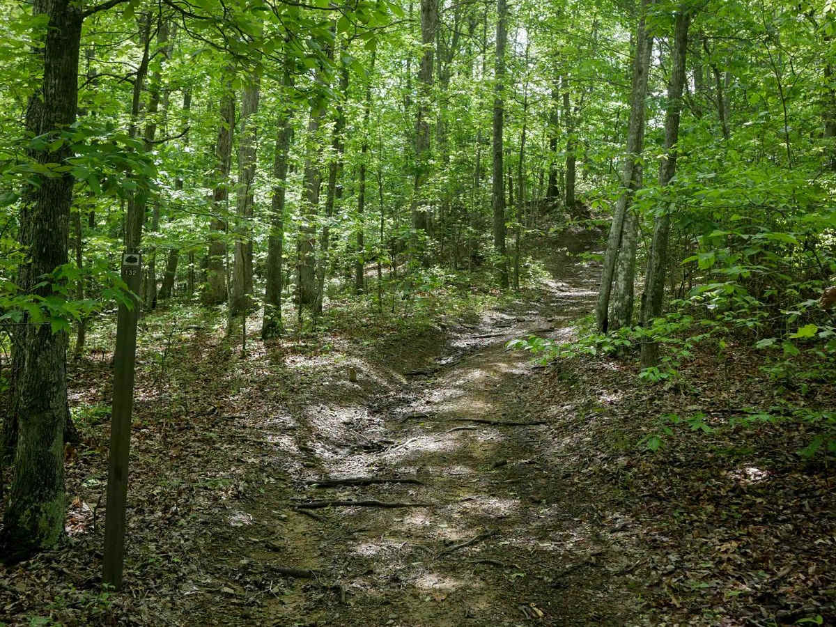 IB 132 trail photo
