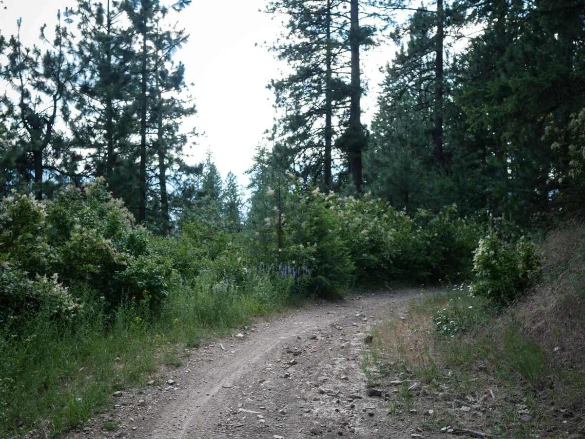 Canfield Mountain- Trail 6 photo 5