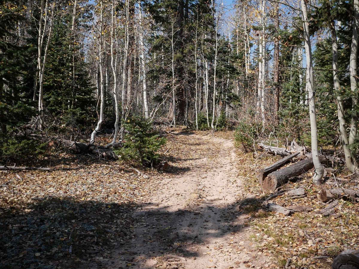 Spring Creek Spur B ATV Trail photo 2