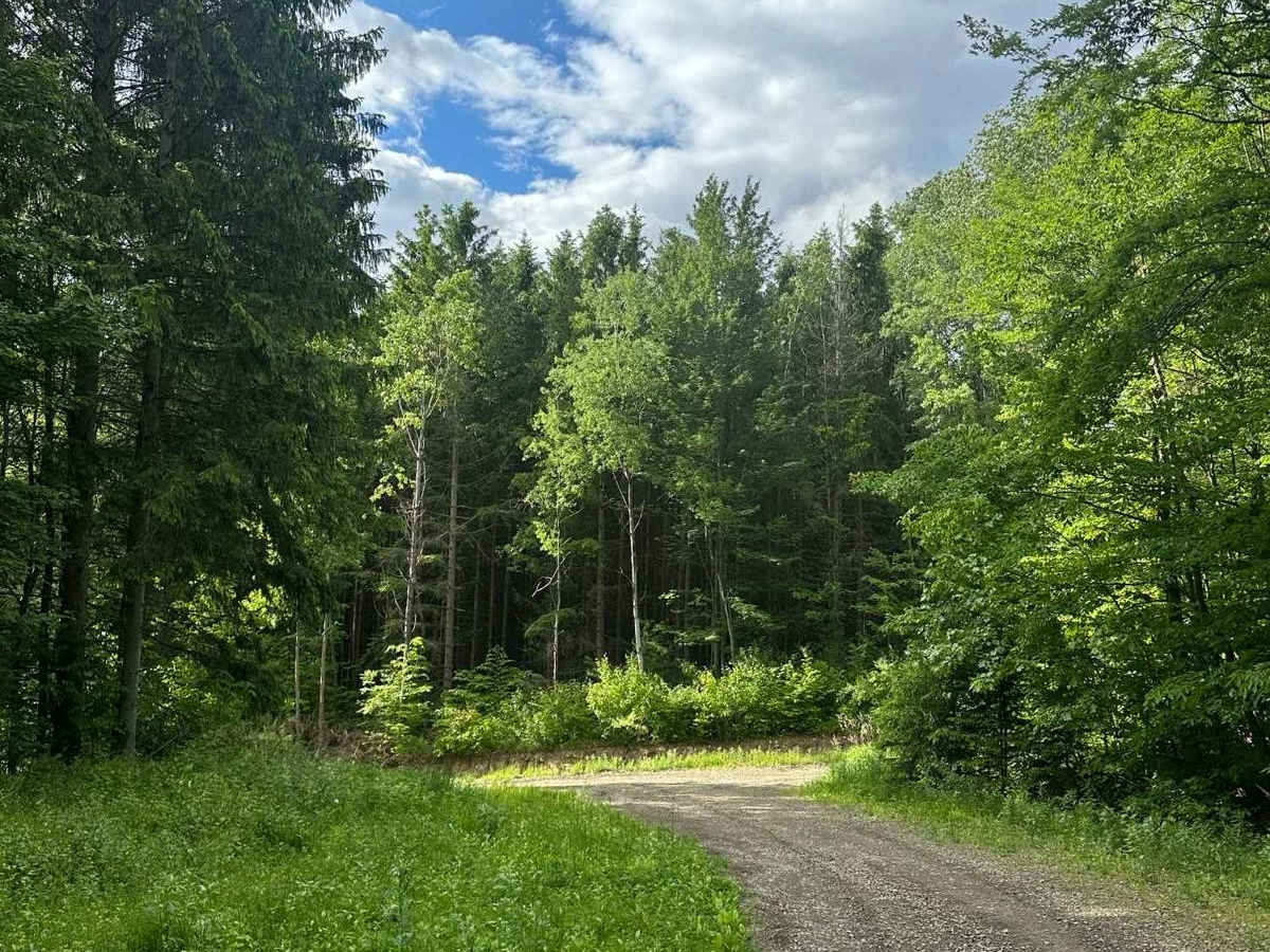 Runner Road (Seasonal) photo 5
