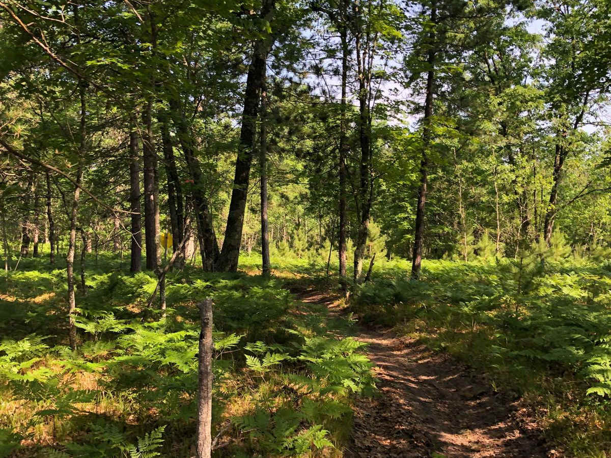 North Missaukee Trail - 14478 & 14167 photo 4
