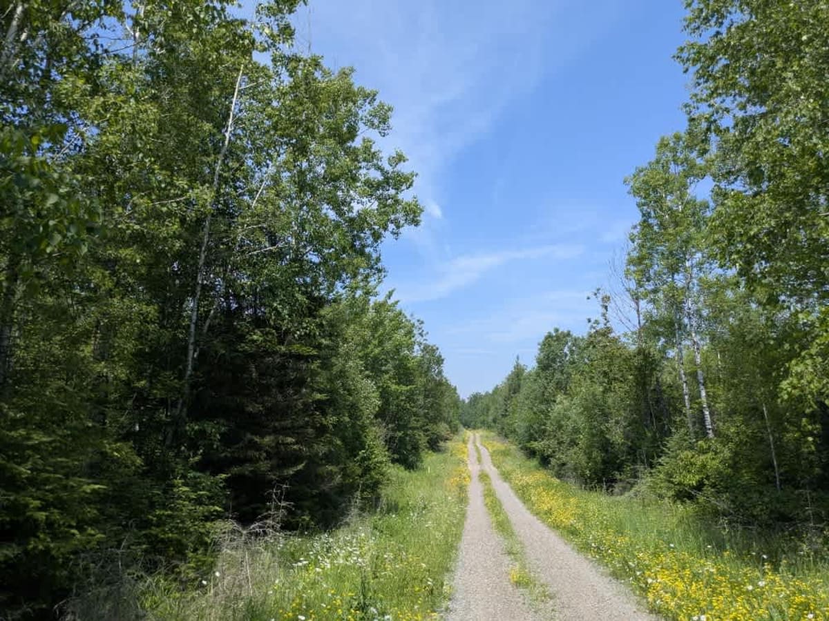 Colvin Forest Road photo 5