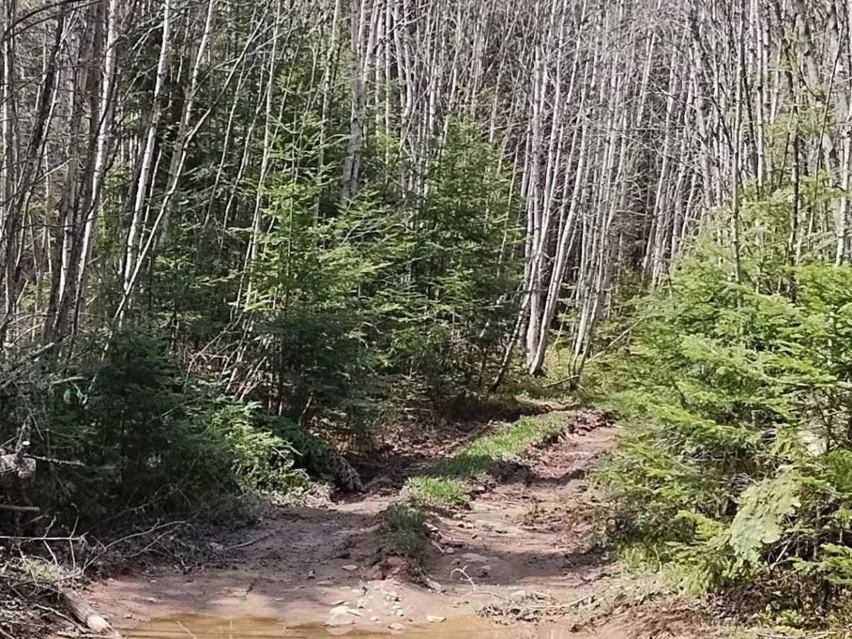 Maclean Settlement Overgrown Spur trail photo