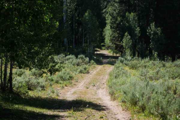 Green Basin #5229 