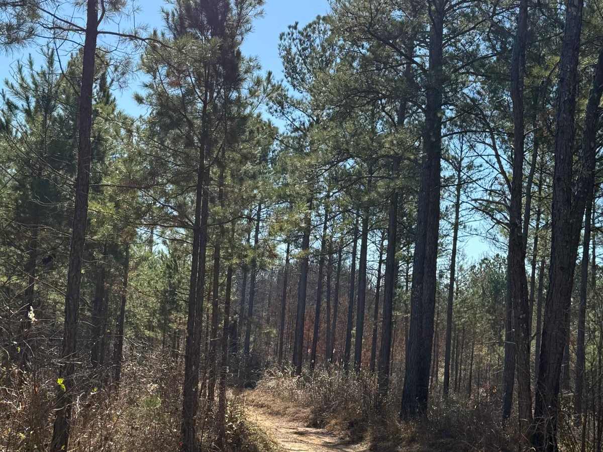 Wilbur Ford Road - FS 109A photo 4
