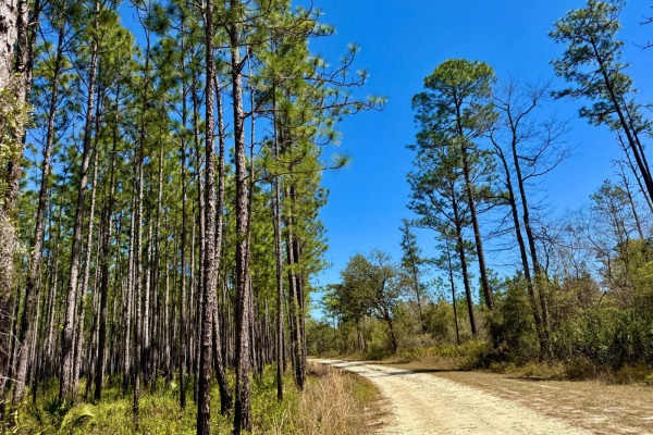 High Hill Creek - FS 319