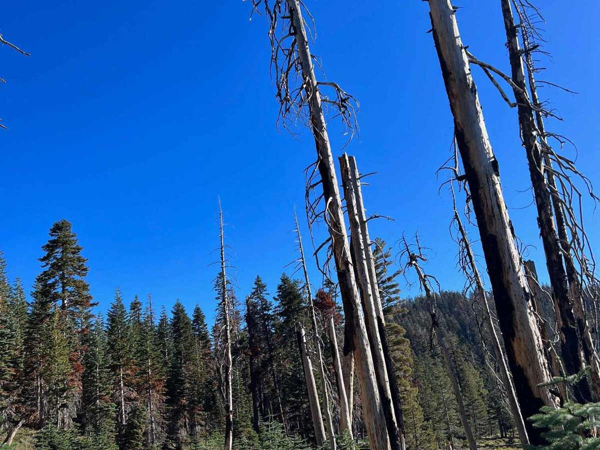 Pinecrest Peak photo 5