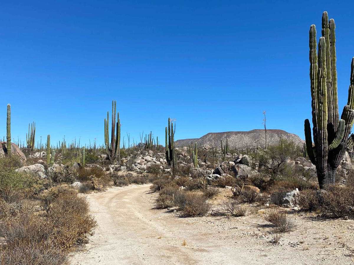 Los Cirios Trail photo 5