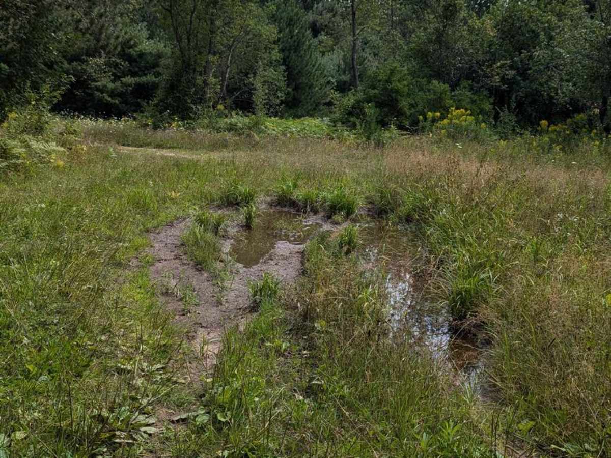 Brown Trail photo 4
