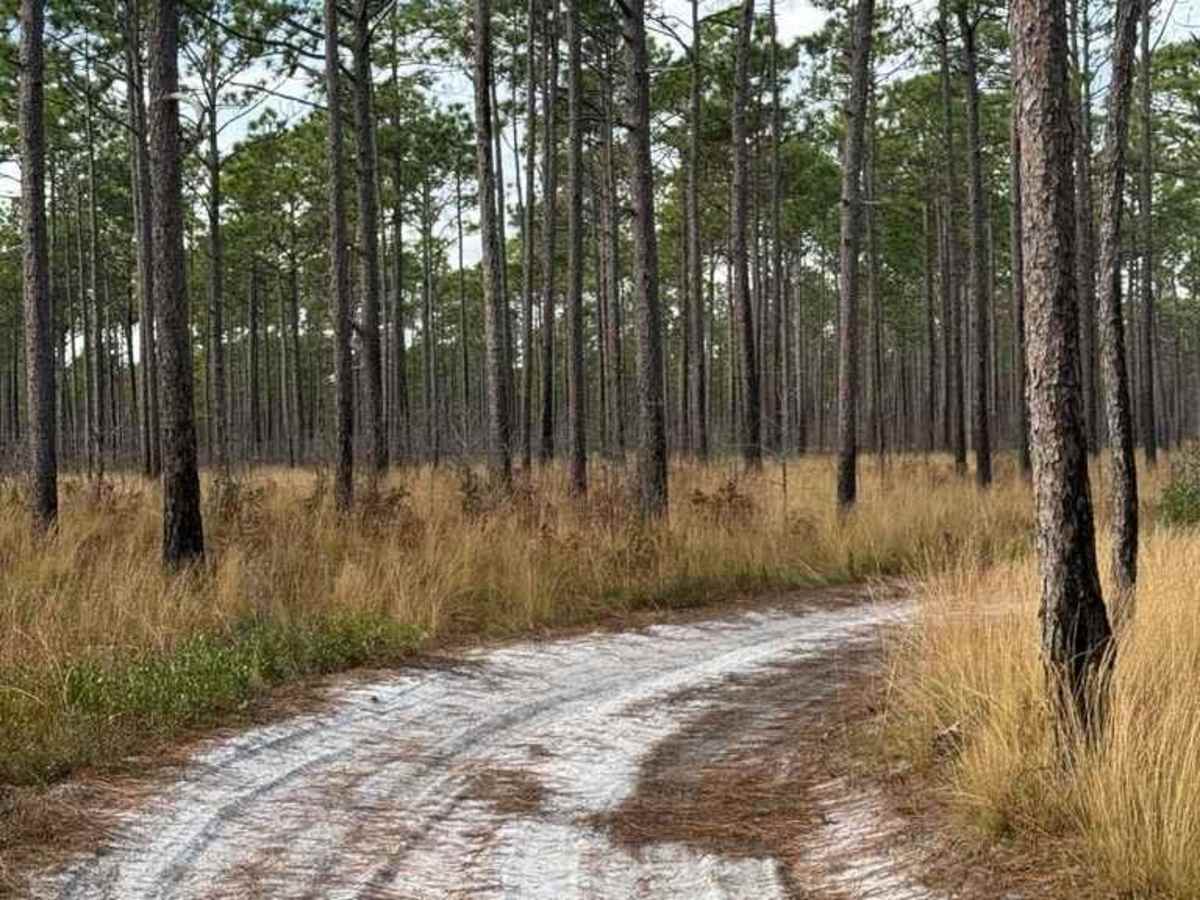 Bogue Road Spur photo 5