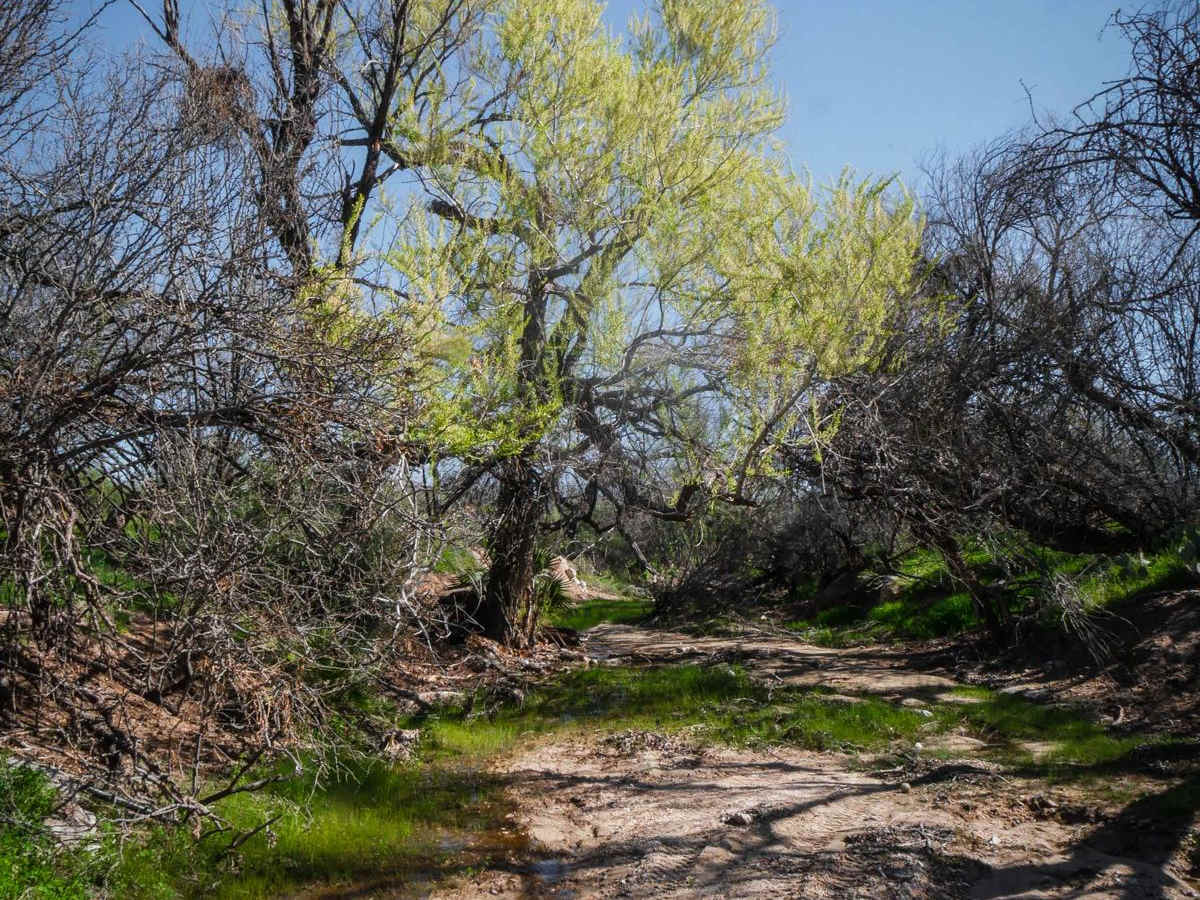 North Little Grand Canyon 9994 photo 3