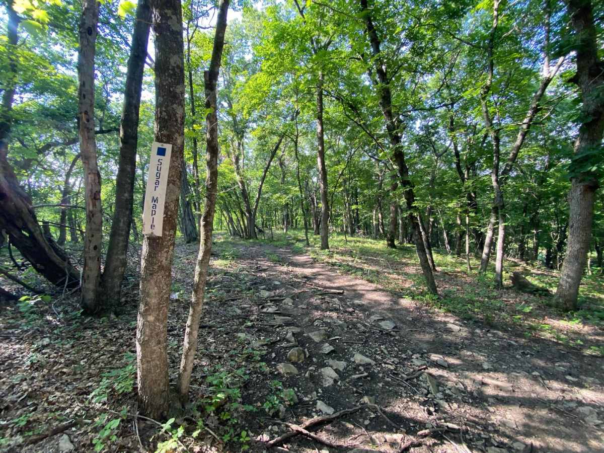 Sugar Maple trail photo