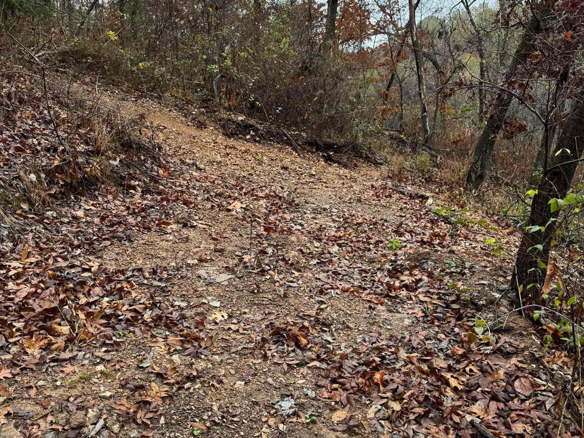 Green 81 trail photo