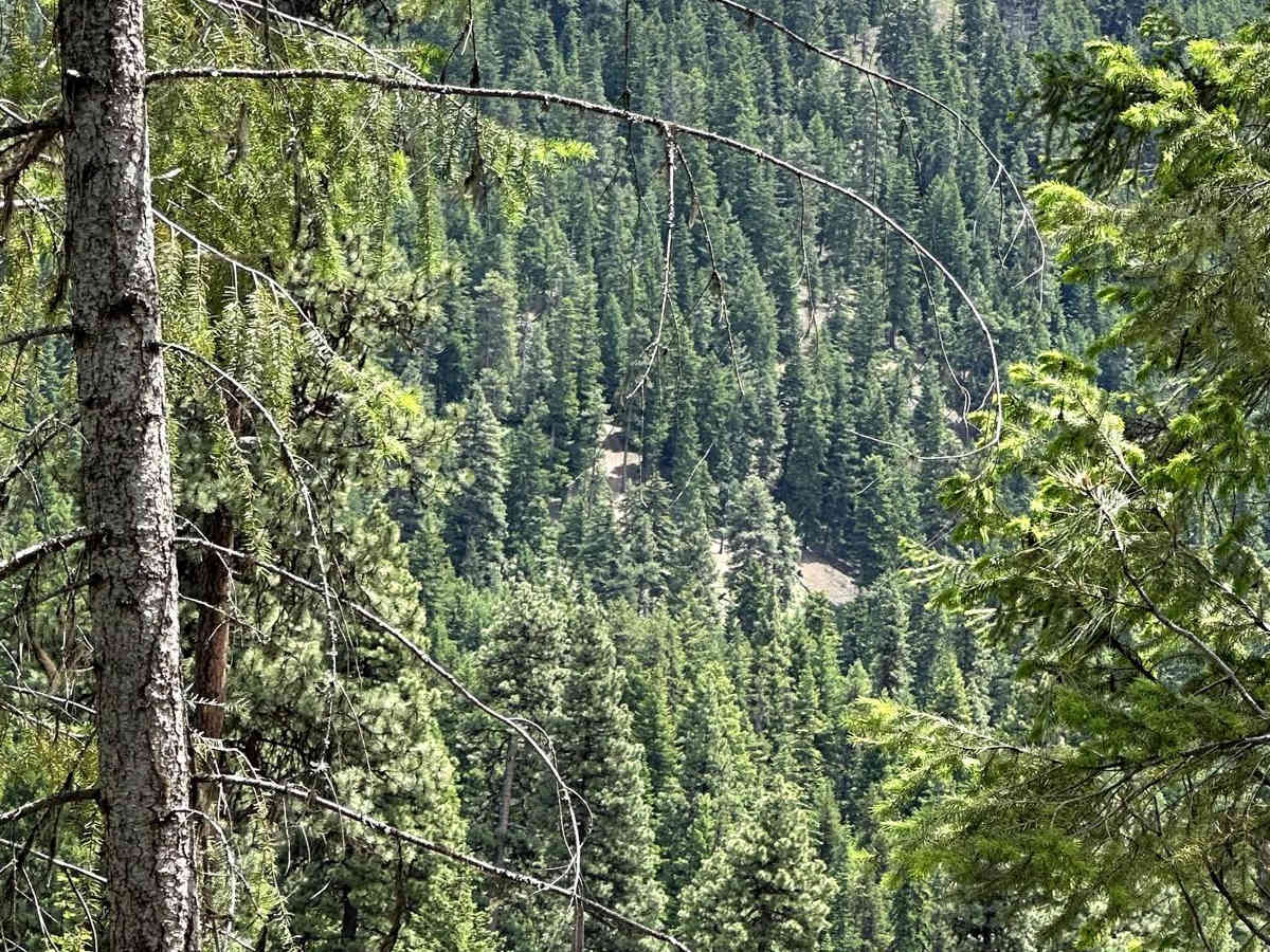 Quartz Creek Road photo 5