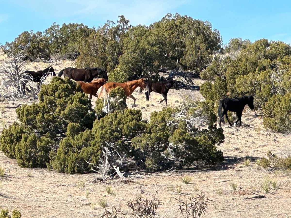 Wild Horse Shortcut photo 3